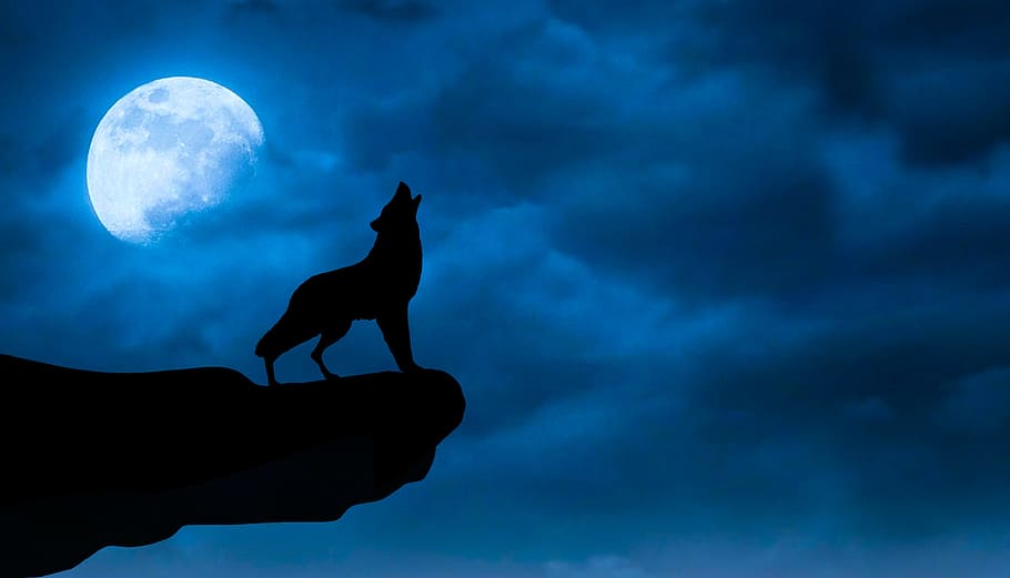 Photo illustration of wolf howling on a rock precipice, under a night sky.