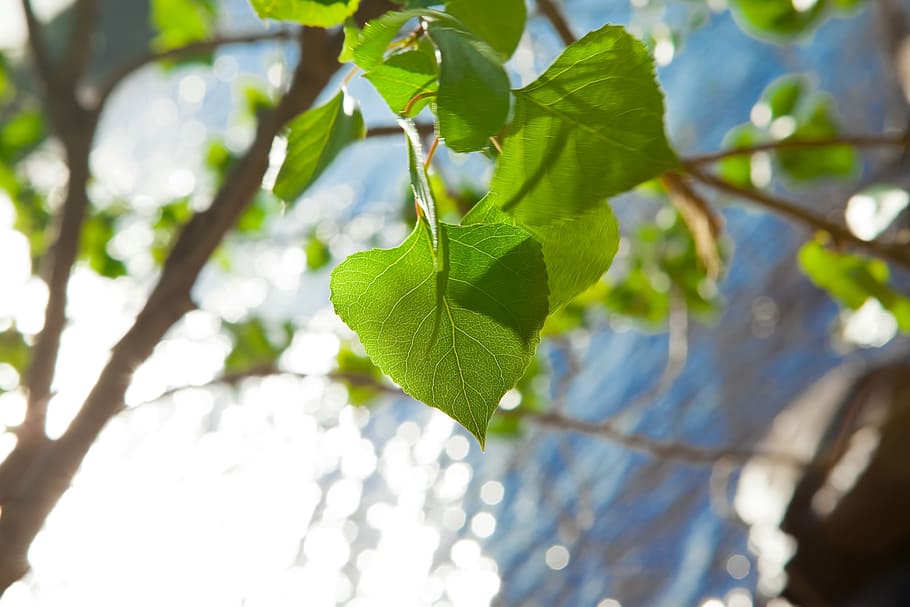 tree, leaves, water, green, leaf, plant part, nature, branch HD wallpaper