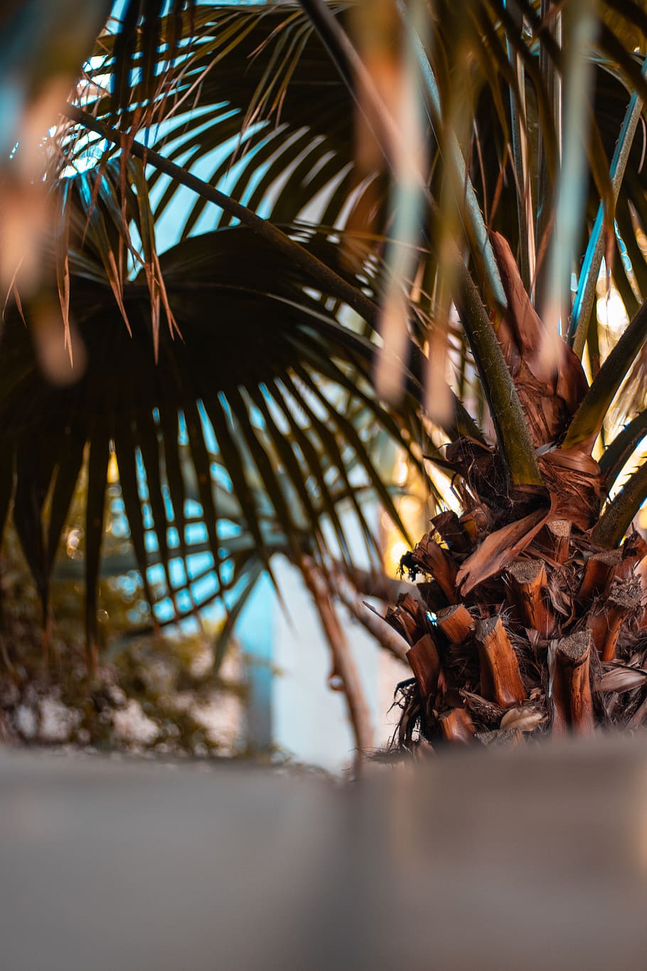 spain, lanzarote, selective focus, plant, tree, close-up, growth HD wallpaper