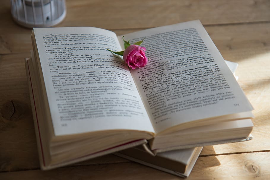 Pink Flower on Opened Book, book series, chapter, document, education HD wallpaper