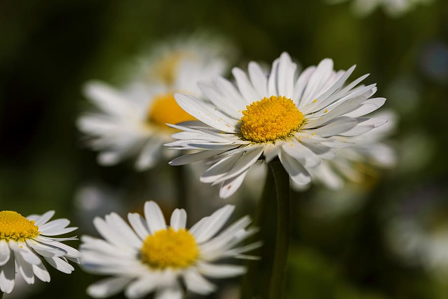 daisies, spring, nature, bloom, flora, beauty, close, colorful HD wallpaper