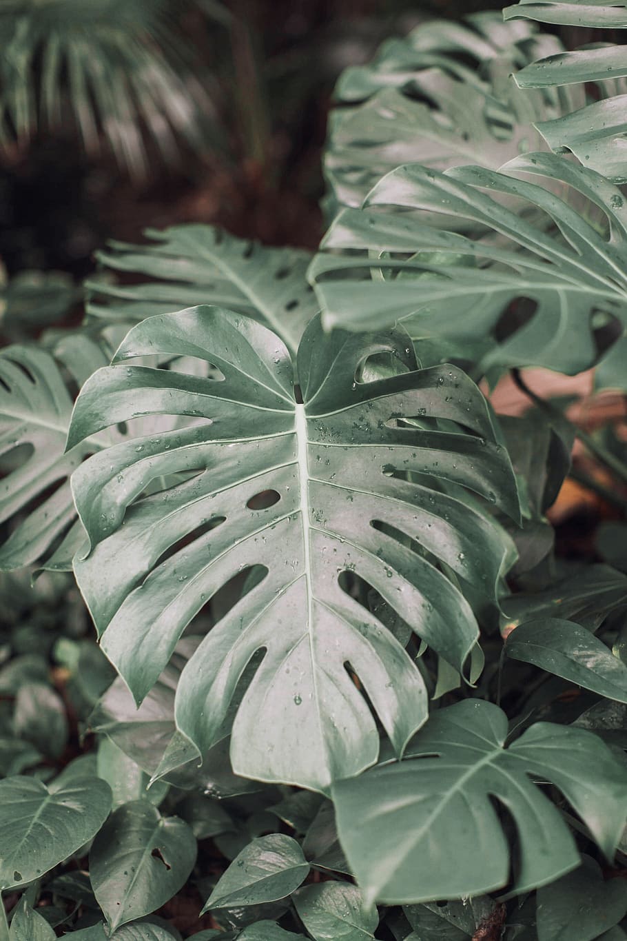 Close-Up Photo of Swiss Cheese Plant, blur, botanical, environment HD wallpaper
