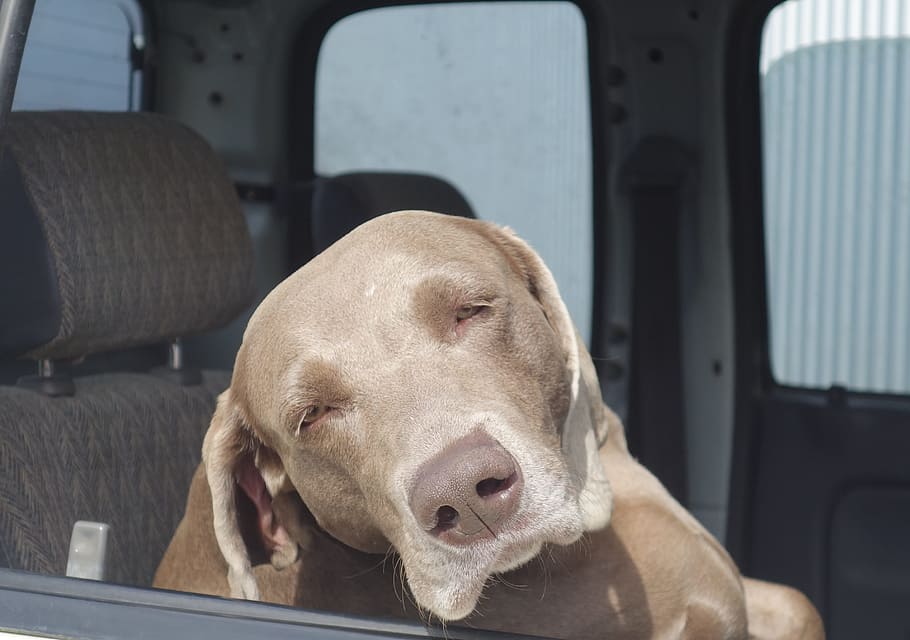 Rhodesian Ridgeback sitting in car at the window waiting for her owner HD wallpaper
