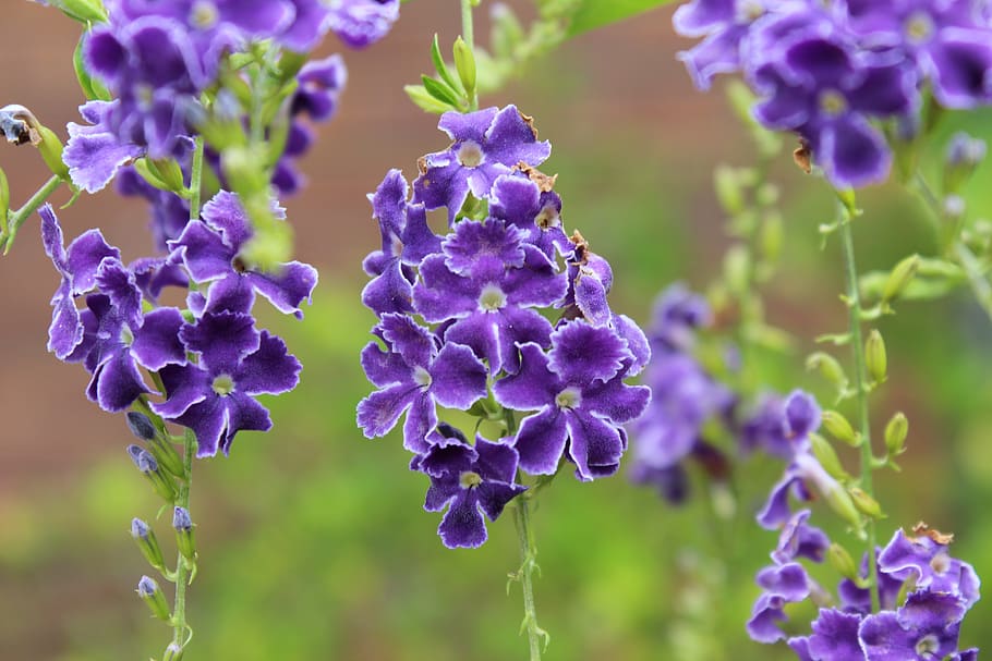 floral, purple, petals, fragrant, summer, spring, blossoms, HD wallpaper