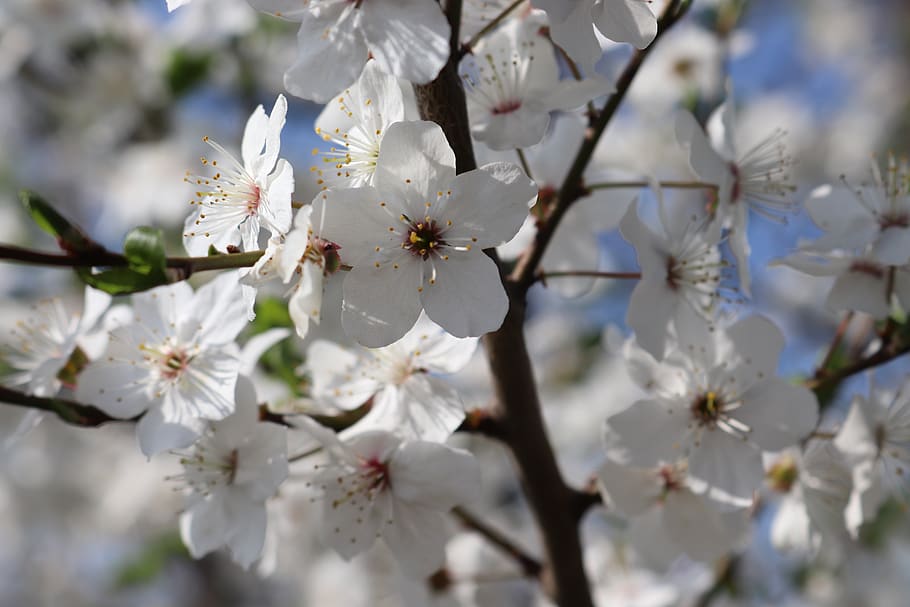 spring, tree, flowers, nature, white, sky, color, flowering plant HD wallpaper