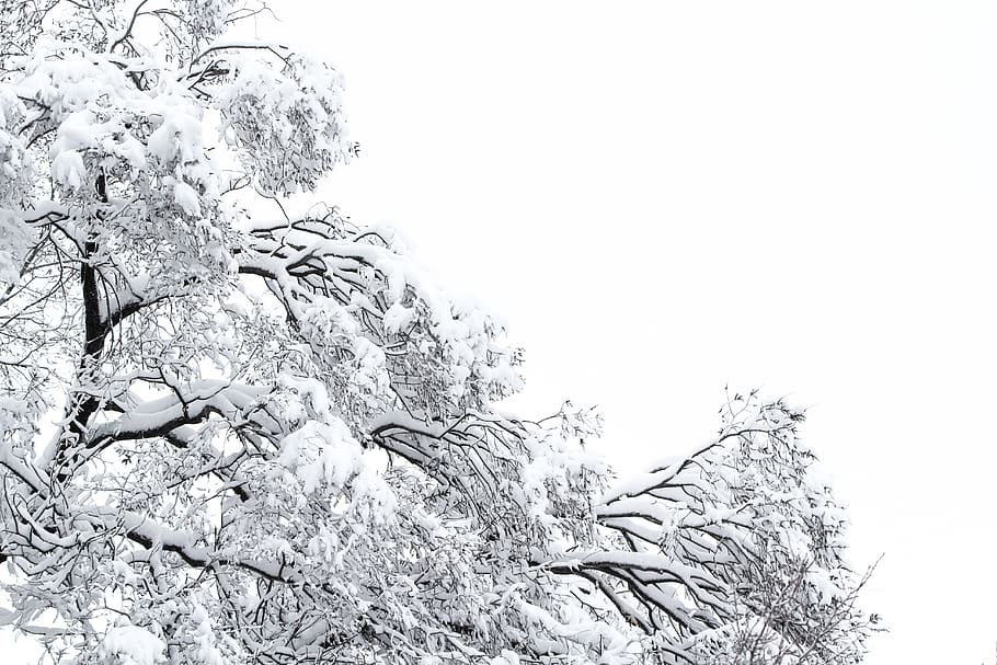 snow covered tree during daytime, holiday, icy, wonderland, hanukah HD wallpaper