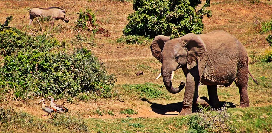 animal, elephant, wild, grey, animal themes, mammal, animals in the wild HD wallpaper