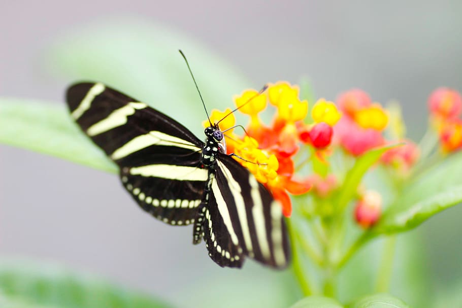 zebra longwing, butterfly, nature, macro, animal themes, animal wildlife HD wallpaper