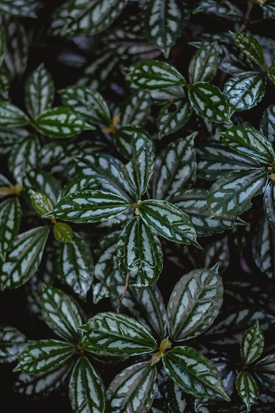 green-and-white leaf, green color, plant part, growth, no people HD wallpaper