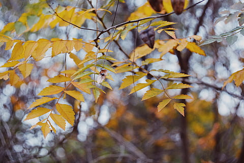 leaves, tree, wallpaper, background, nature, autumn, vsco, change HD wallpaper