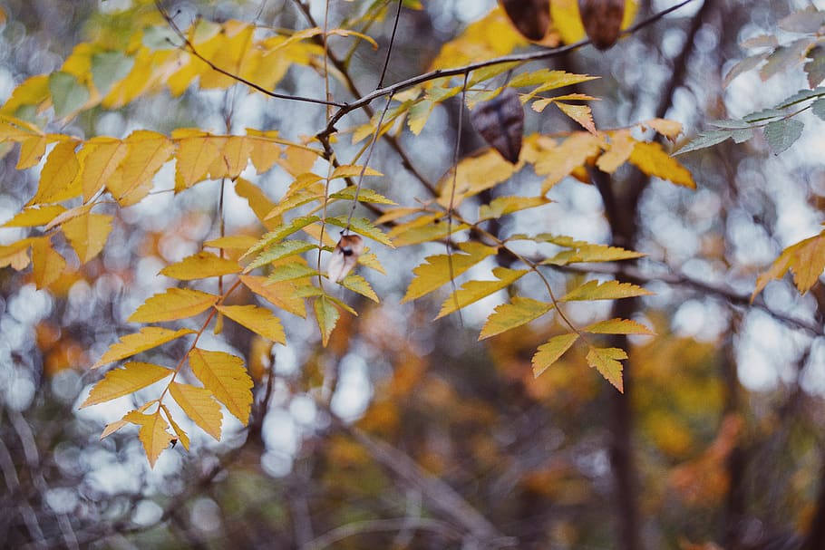HD wallpaper: leaves, tree, wallpaper, background, nature, autumn, vsco,  change | Wallpaper Flare