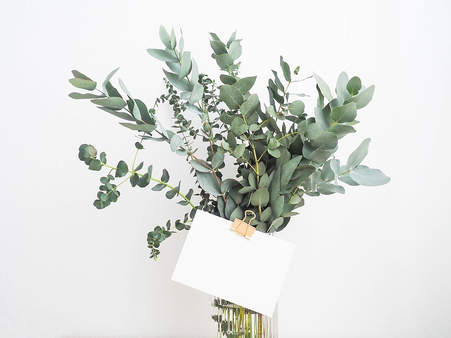 green, leaf, plants, interior, flower, glass, water, vase, message HD wallpaper