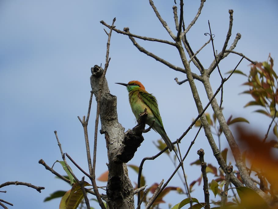 green bee-eater, bird, thailand, nature, wildlife, vertebrate HD wallpaper