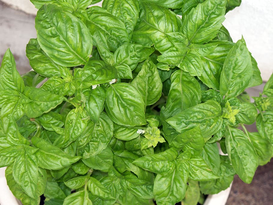 canada, shawinigan, basil, food and drink, green color, leaf HD wallpaper