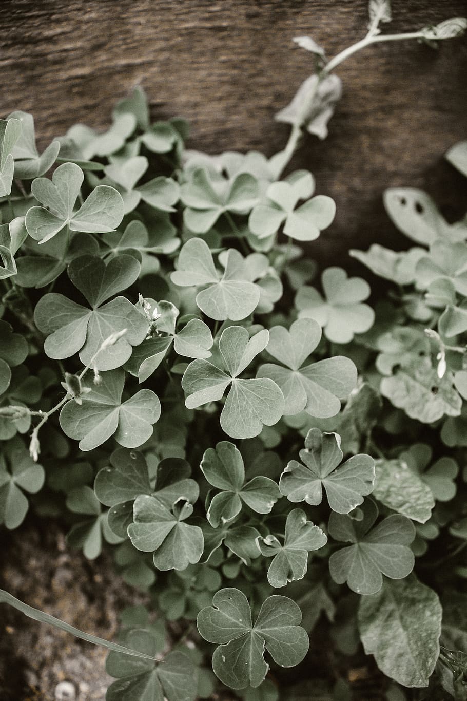 clover, background, dull, unsaturated, plant part, leaf, growth, HD wallpaper