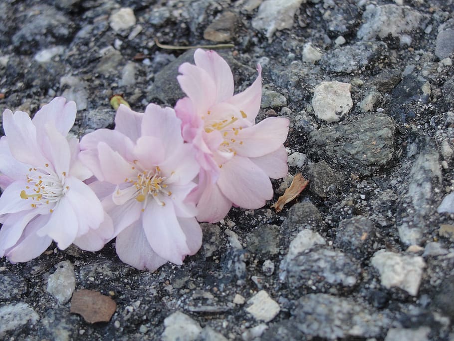 flowers, spring, road, light pink, flowering plant, beauty in nature HD wallpaper