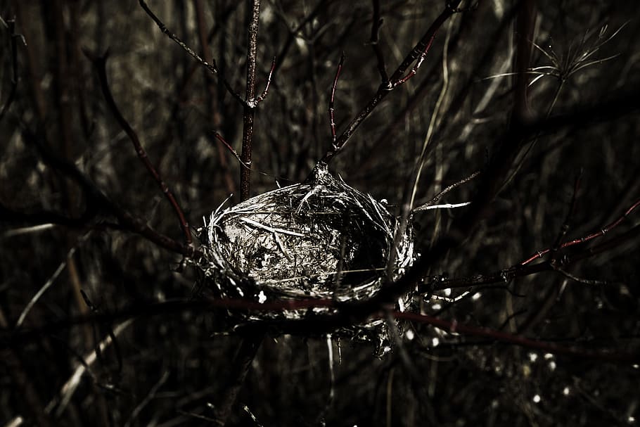 Close Up Photography of Bird Nest, above, close-up, colors, empty HD wallpaper