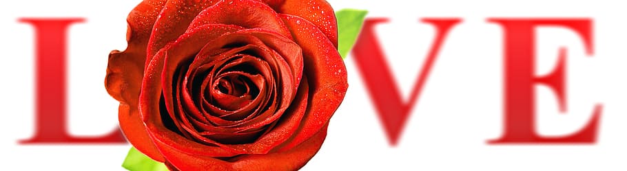 love, rose, red, rose - flower, flowering plant, beauty in nature HD wallpaper