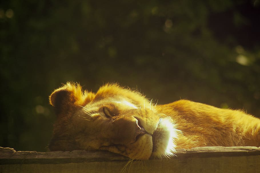 lion, sleeping, lying, predator, nature, big cat, lion's mane HD wallpaper