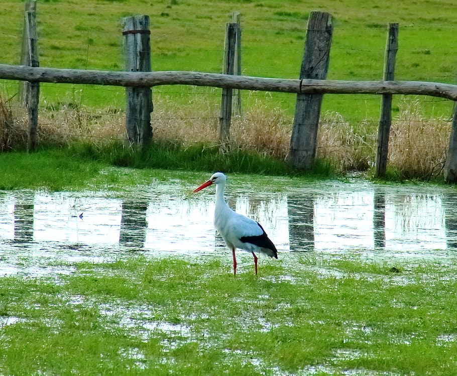 stork, marsh, nature, wild, ornithology, bird, vertebrate, animal themes HD wallpaper