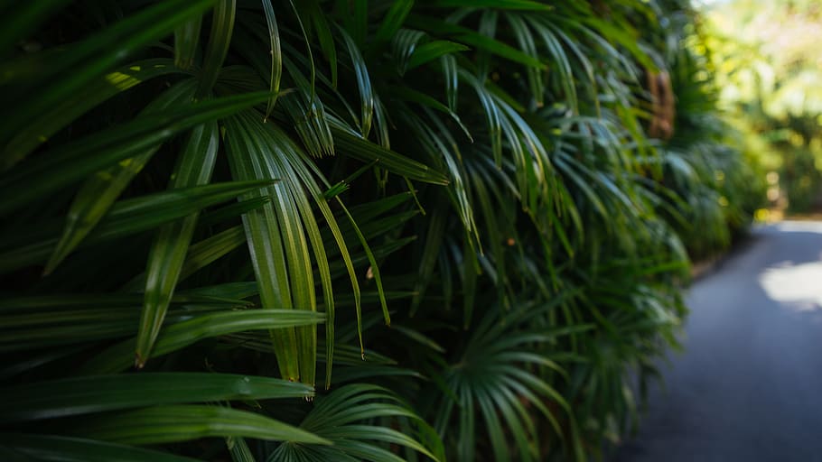 green palm plants, green color, growth, leaf, plant part, nature HD wallpaper