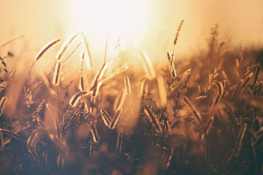 brown and black grass photo, field, sunset, wheat, light, harvest HD wallpaper