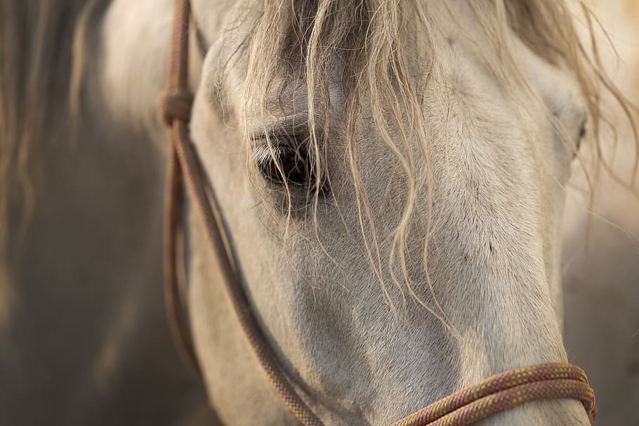 white horse, animal themes, mammal, one animal, domestic animals HD wallpaper