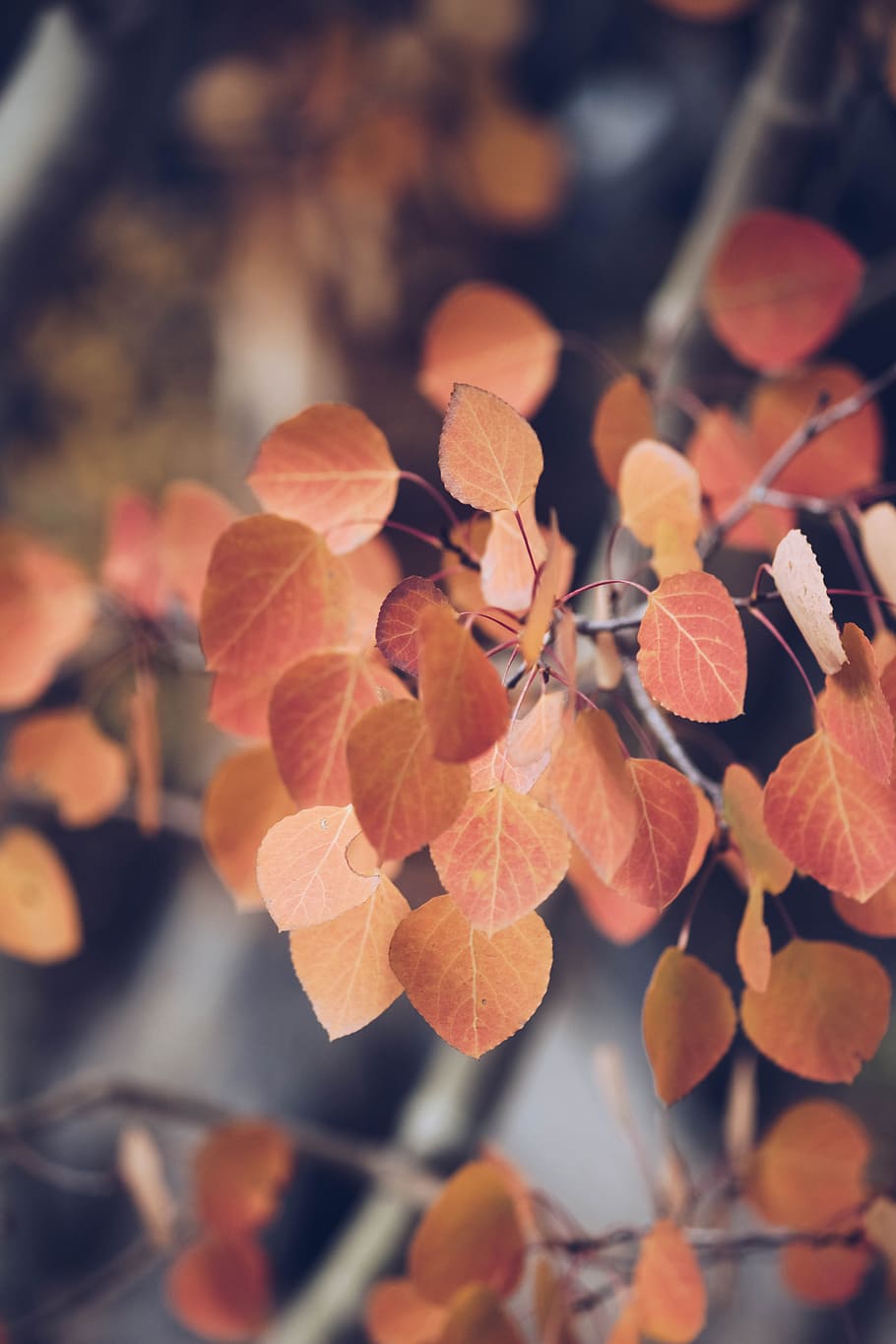 selective focus photography of brown leaves, tree, leaf, forest HD wallpaper