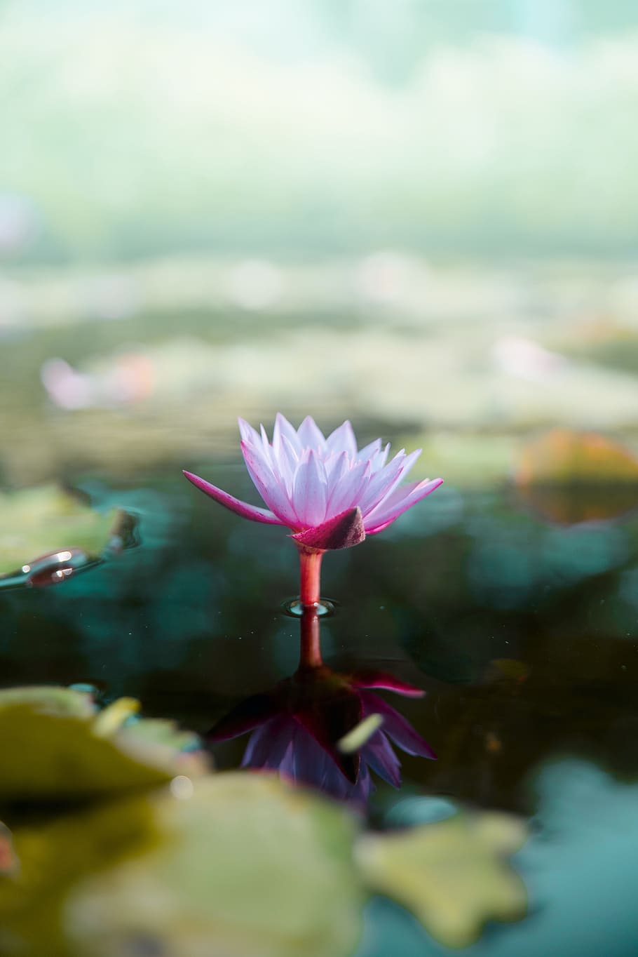 white lotus flower in bloom, reflection, lily, lili, pink, spring HD wallpaper
