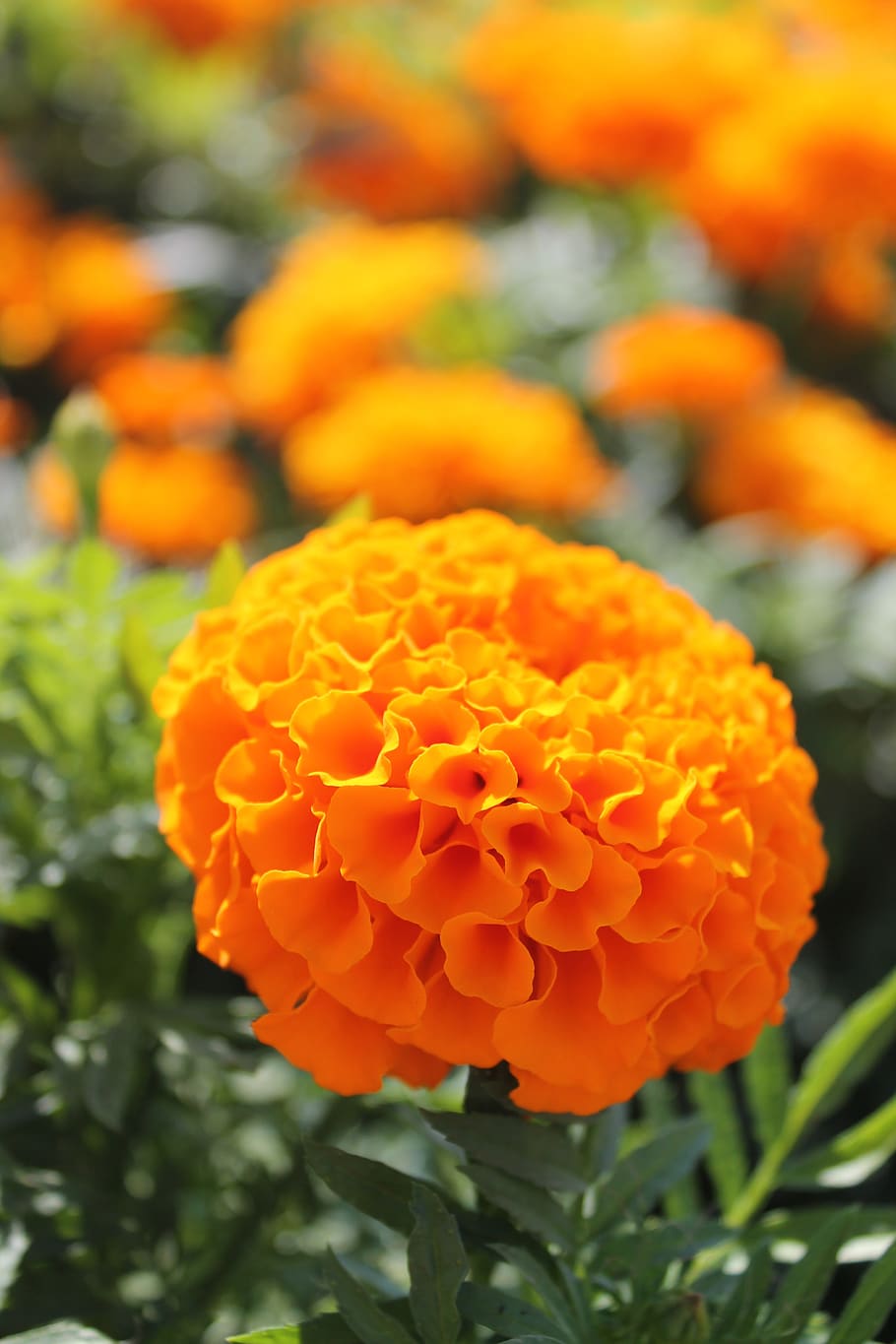 blossom, bloom, flower, summer, marigold, orange, flora, macro HD wallpaper