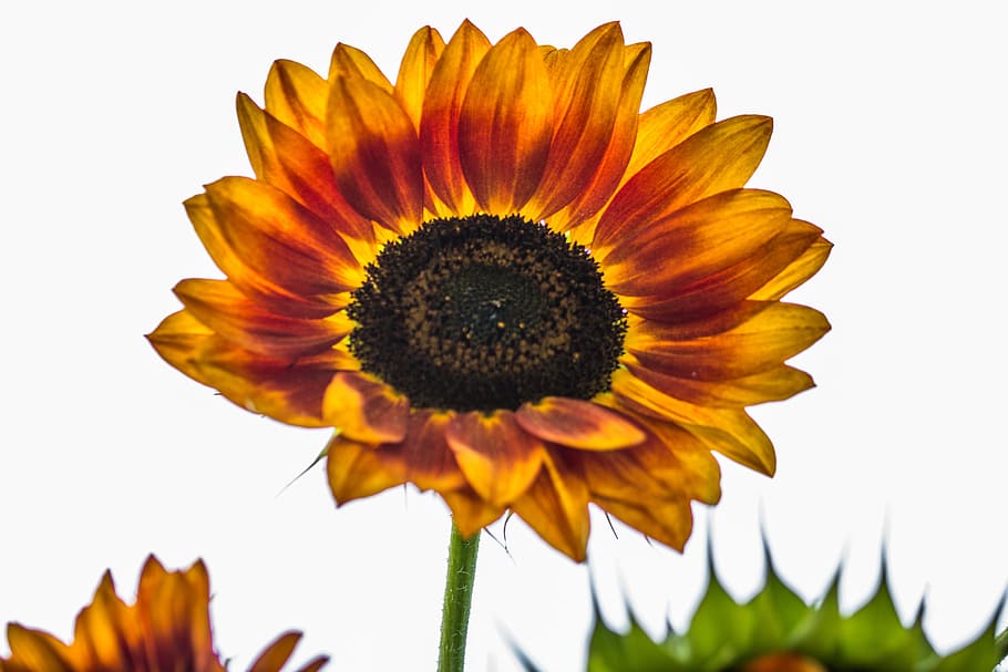 field, sun, sunflower, fresh, nature, fragrance, garden, blooming HD wallpaper