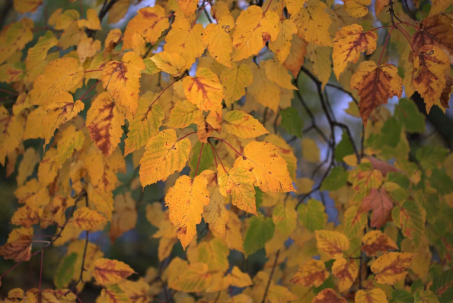leaves, yellow, casey, tree, autumn, nature, plant part, leaf, HD wallpaper