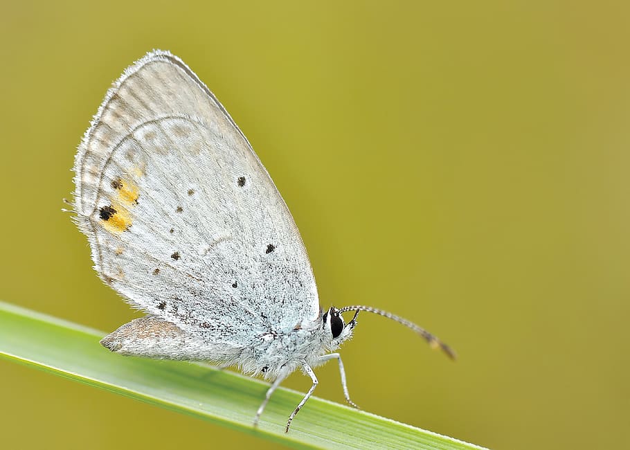 Grey Butterfly on Green Stem, bug, close-up, insect, nature, animal themes HD wallpaper