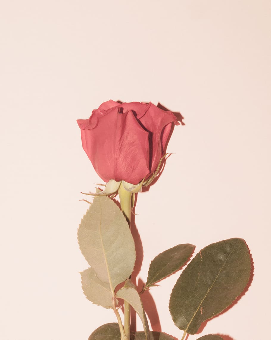 red rose on white background, plant, flower, blossom, petal, leaves, HD wallpaper