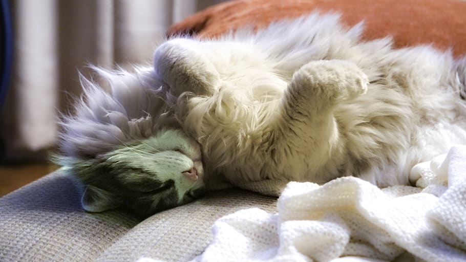 cat, sleepy, cozy, warm, soft, animal themes, domestic, domestic animals HD wallpaper