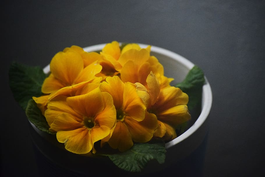 flowers, yellow, flowering plant, freshness, fragility, vulnerability HD wallpaper