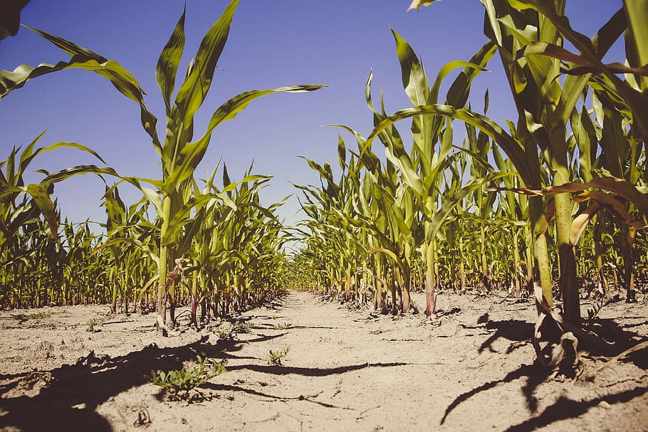 green plants, land, growth, nature, field, sunlight, agriculture HD wallpaper