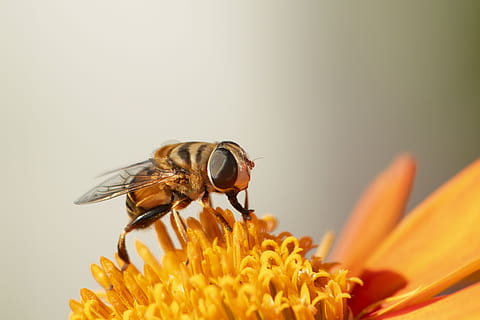 hoverfly, insects, flies, sunflowers, macro, orange, wings HD wallpaper