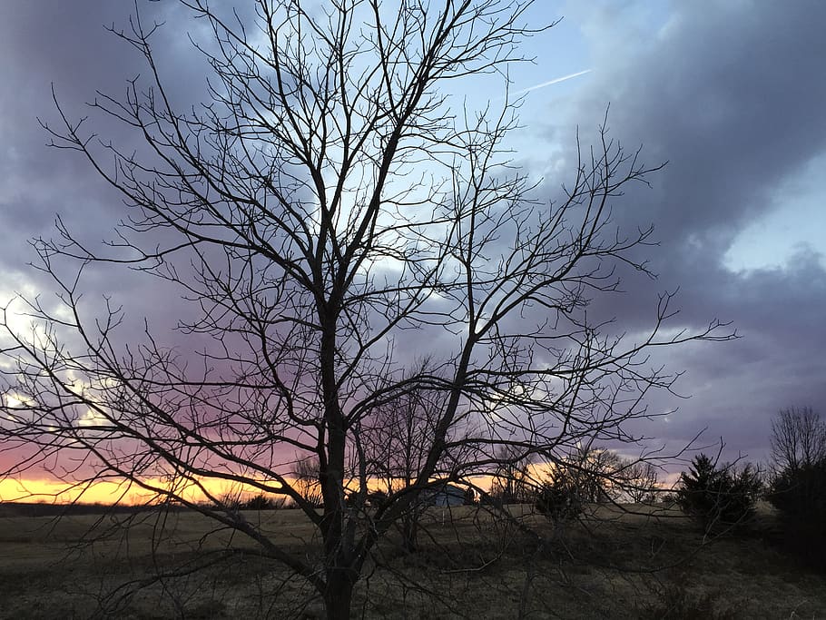 nature, outdoors, tree, sky, plant, sunset, moberly, 1055 co rd 2505 HD wallpaper