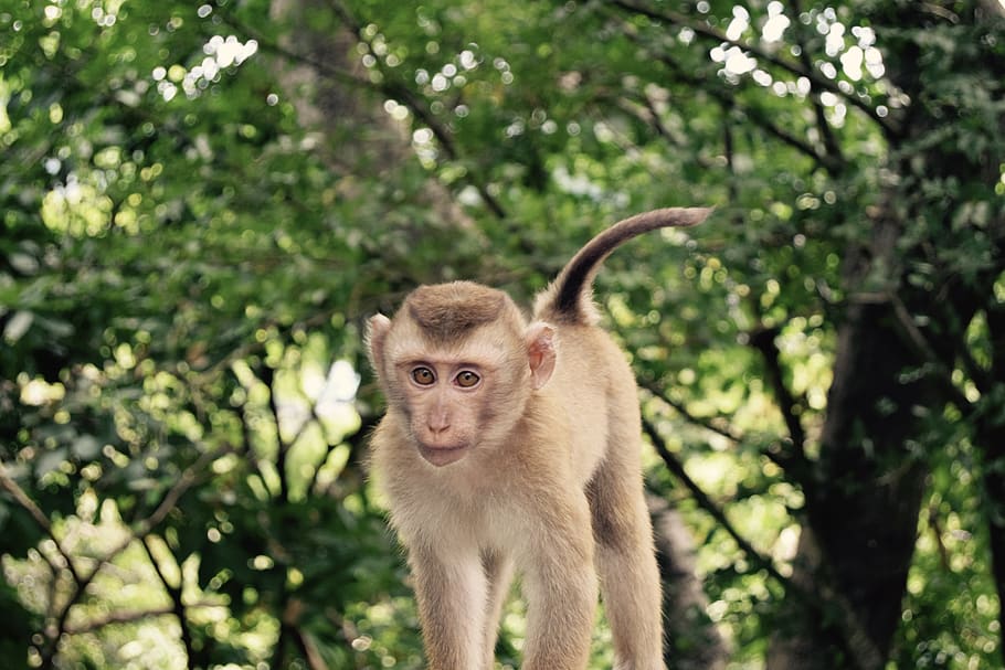 monkey, trees, forest, highkey, nature, animal, shallow depth of field HD wallpaper