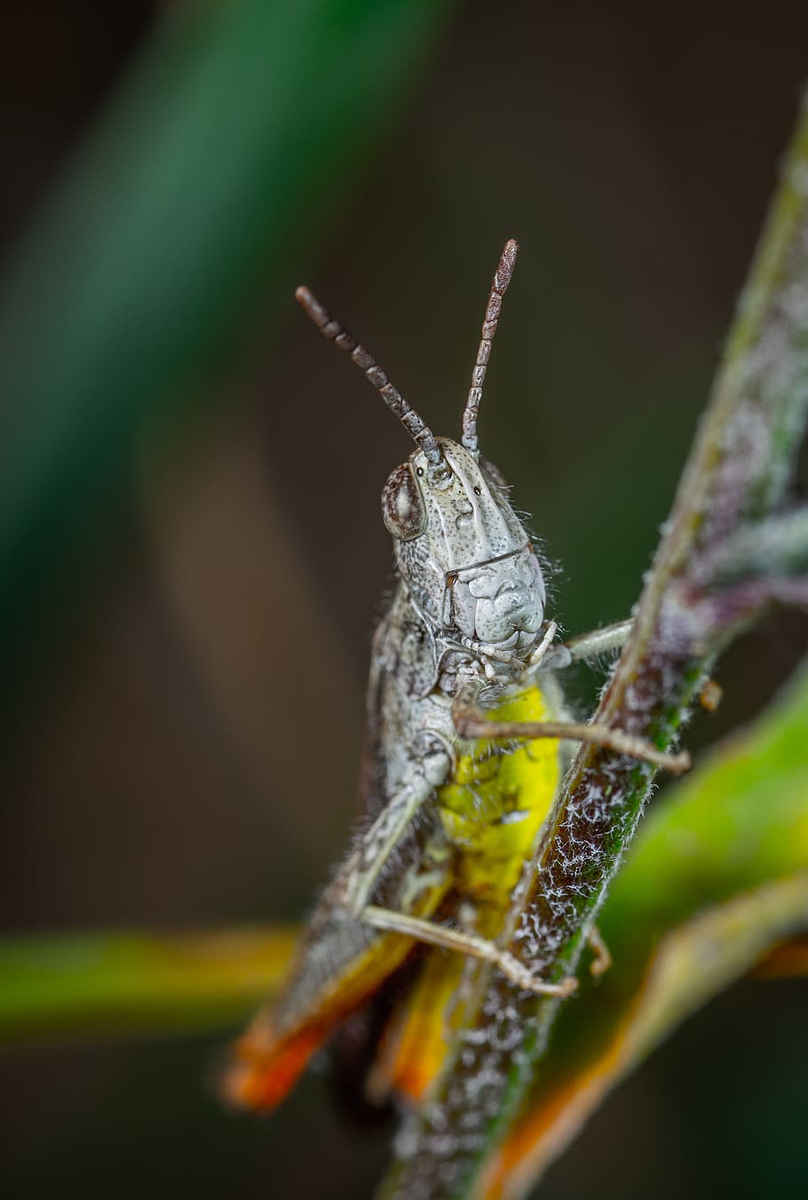 Close-up Photo Of Insect, bug, little, locust, macro, macro photography HD wallpaper
