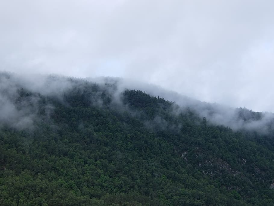 norway, forsand, preikestolen, mountain, mist, trees, norge, HD wallpaper