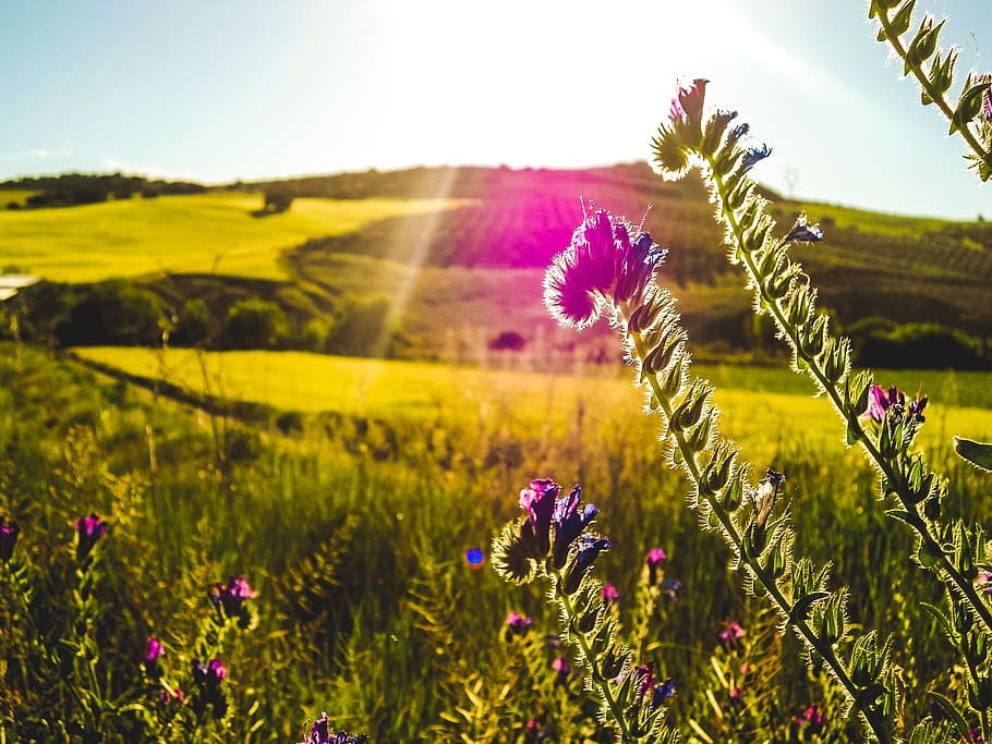spain, tocón, flowers, trees, inspiration, sunny, nature, flowering plant HD wallpaper