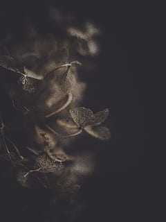 brown plant on dark background, leaf, nature, outdoors, crystal HD wallpaper