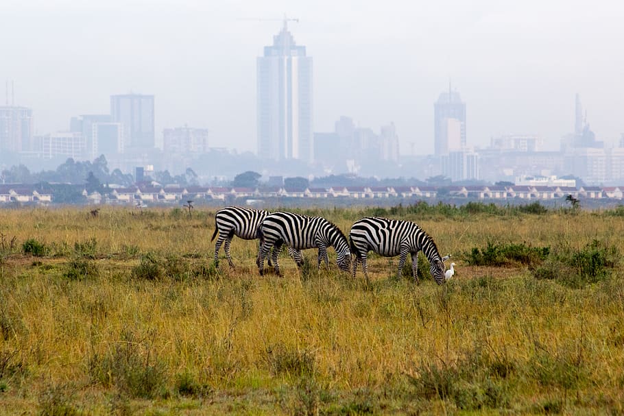 Nairobi 1080P, 2K, 4K, 5K HD wallpapers free download | Wallpaper Flare