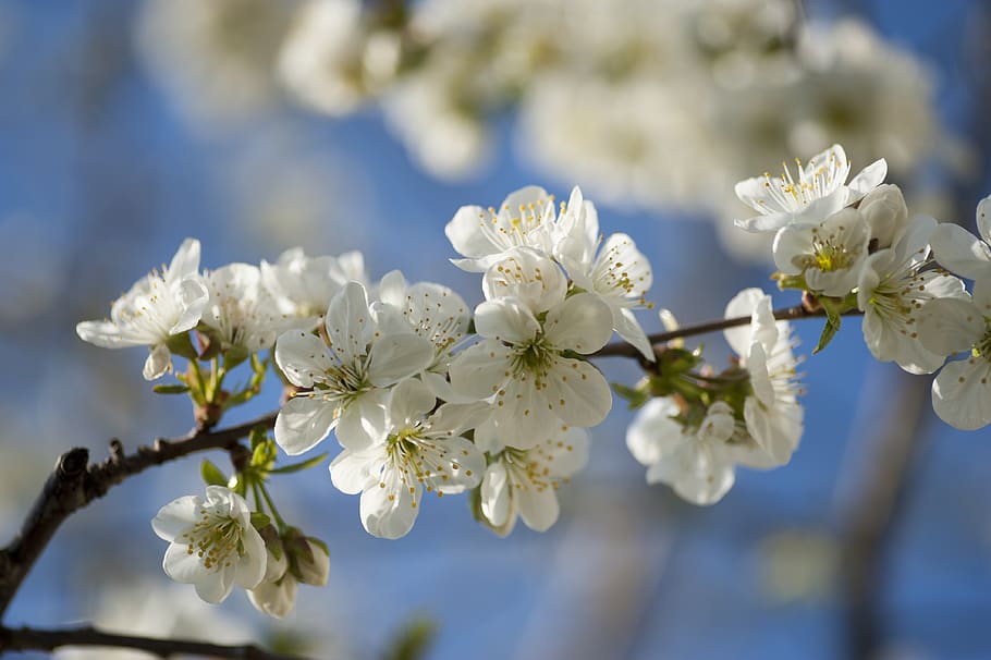 spring, tree, nature, branch, blossom, bloom, white, flowers HD wallpaper