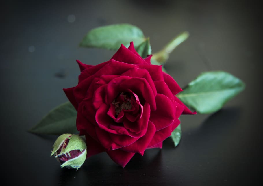 rose, flower, red, nature, plants, petals, color, flora, leaves HD wallpaper