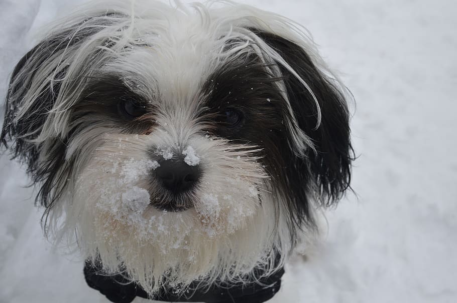 snow, dog, animal, winter, nature, cold, cute, furry, snowflakes