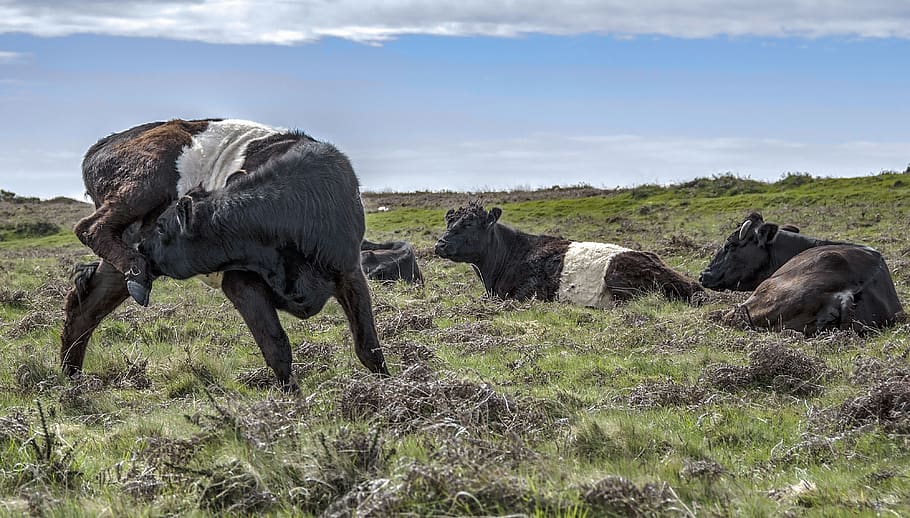 cattle, grass, nature, grasses, animals, group of animals, animal themes HD wallpaper