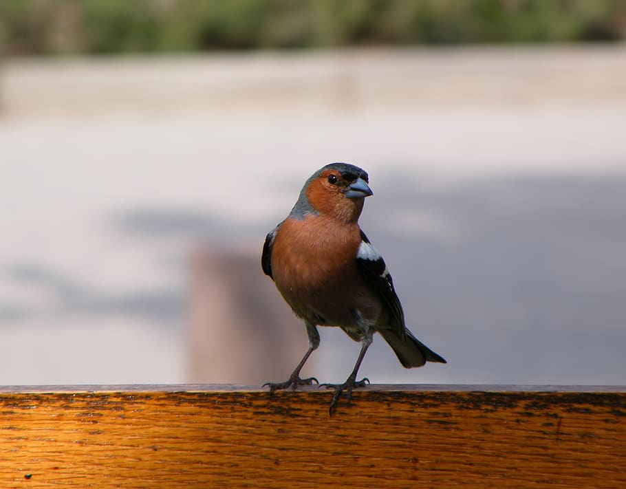 bird, common, chaffinch, wild, natural, animal, cute, small HD wallpaper